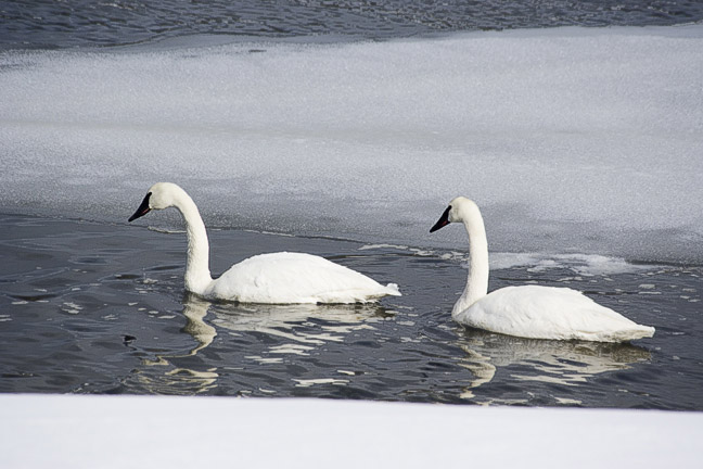 Trumpeter Swans