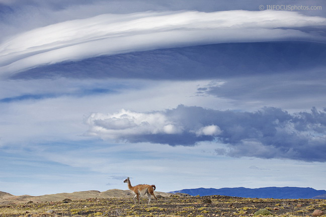 Infocusphotos : Guanaco under a Lenticular Cloud in Torres del Paine, Patagonia
