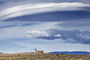 Infocusphotos : Guanaco under a Lenticular Cloud in Torres del Paine, Patagonia